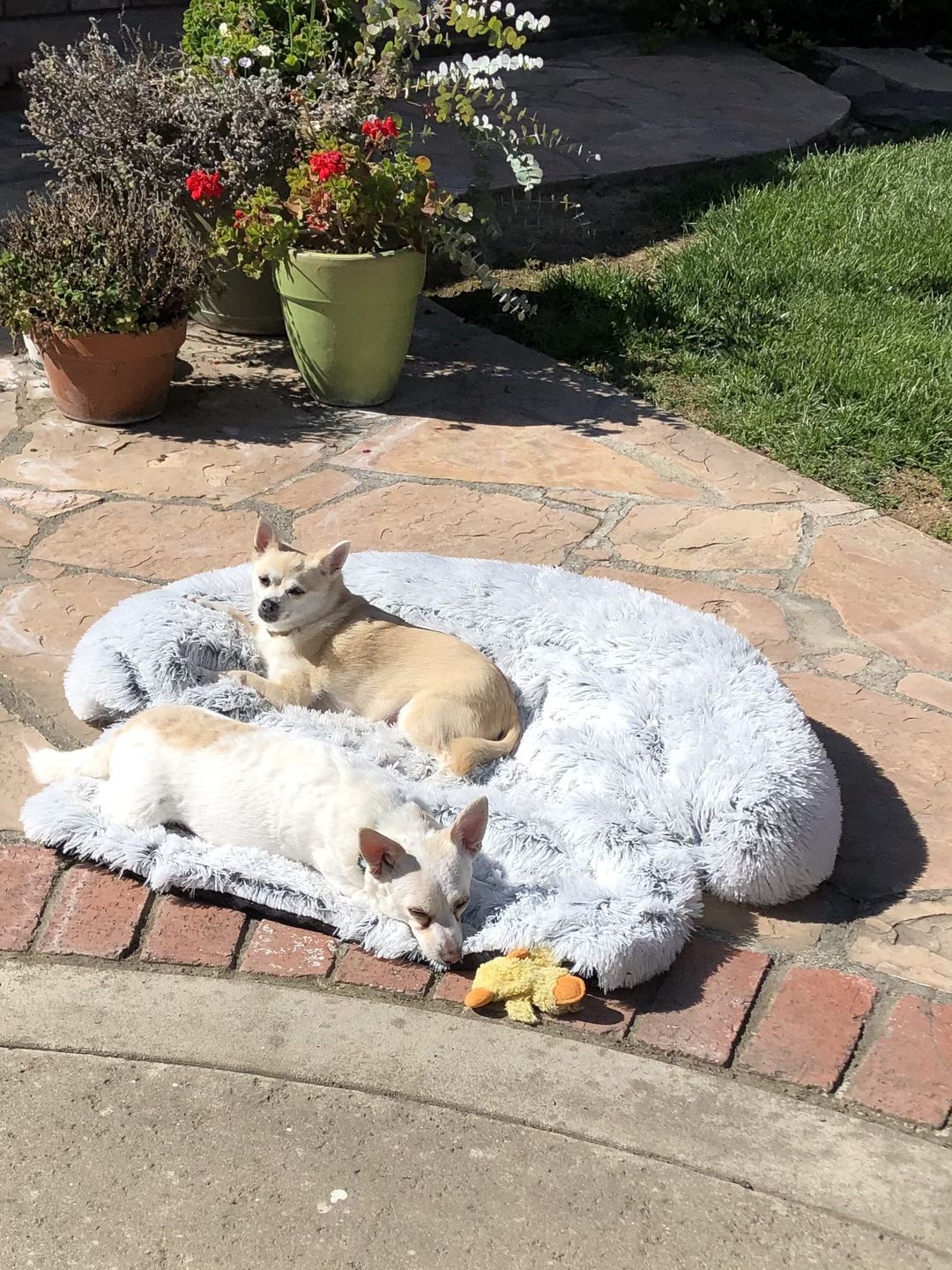 Calming Sofa Dog Bed